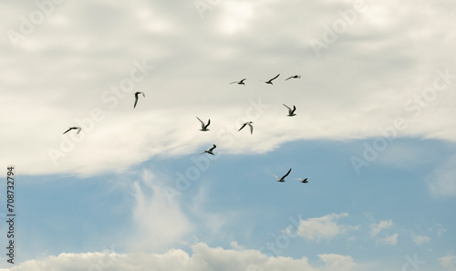 A flock of white seagulls flies over the sea in cloudy weather. Thessaloniki, Greece.