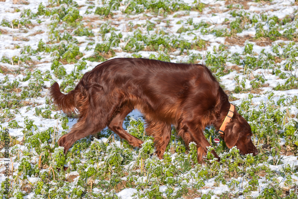 A stunning, gleaming Irish Setter in the early morning light, gracefully tracking in a winter field.