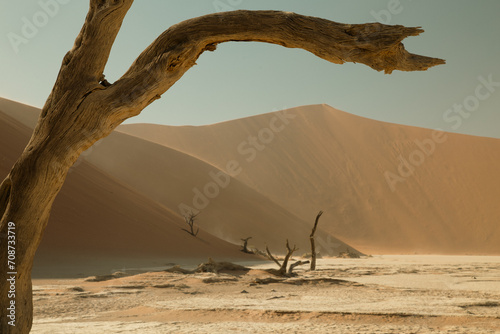 Brach of a Dead tree in Sossusvlei national park, Namibia
