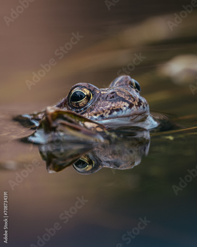The reflective frog