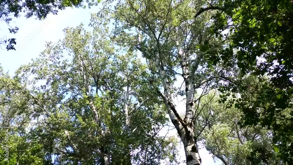 large tall poplars in the forest sway from gusts of wind, actively moving leaves and branches. the rays of the warm summer sun break through the dense green foliage large tall poplars in the forest sway from gusts of wind, actively moving leaves and branches. the rays of the warm summer sun break through the dense green foliage