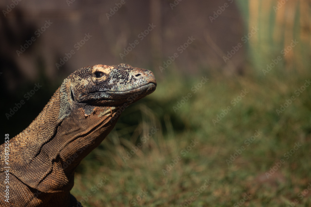 Fototapeta premium Komodo Dragon looking up enjoying sun, vertical