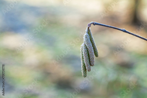 The catkins, also called flowers