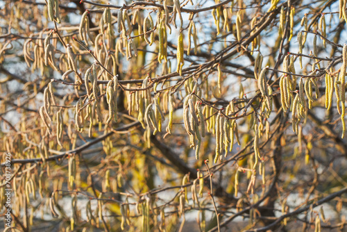 The catkins, also called flowers