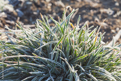 Frosty grass on winter walks