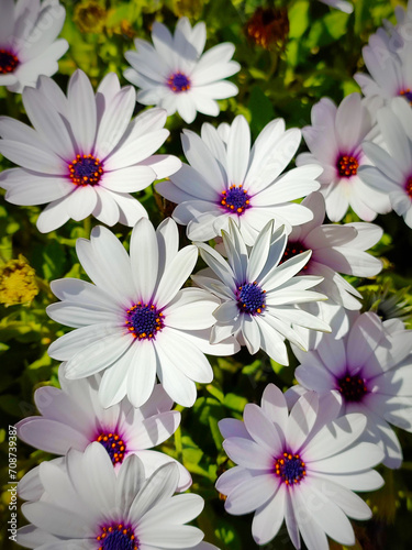 Beautiful white daisies with purple detail on a background of green leaves