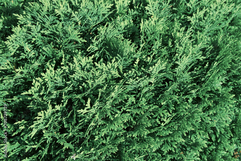Beautiful green texture of thuja leaves close-up. Background of thuja branches. Beautiful green texture of thuja leaves close-up. Background of thuja branches.