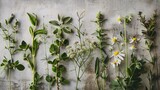  a group of wildflowers and other plants growing on a concrete wall, with leaves and flowers growing on the side of the wall, and on the side of the wall.