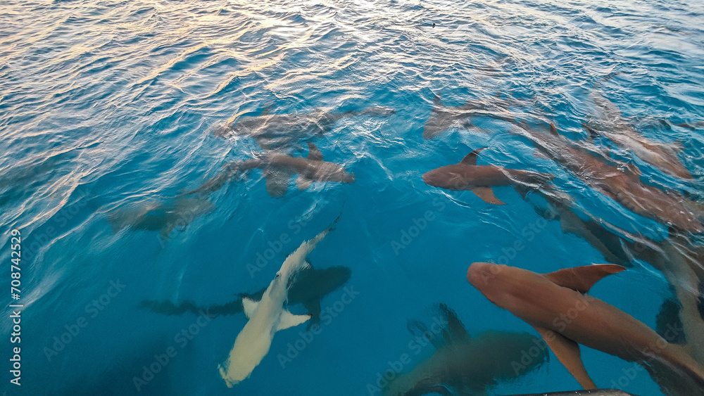 Obraz premium Haie im Wasser