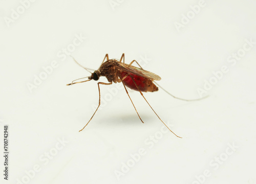 mosquito isolated on white background. Macro shot of a mosquito