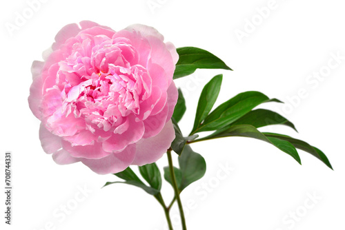 Pink peony flower isolated on white background. Floral pattern, object. Flat lay, top view