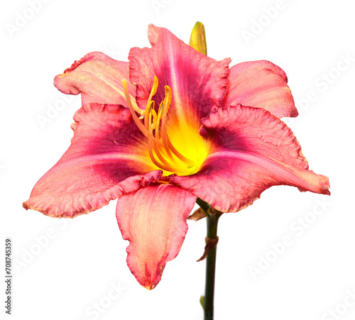 Bouquet flowers pink day lily beautiful delicate isolated on white background. Creative spring concept. Star shape. Floral pattern, object. Flat lay, top view