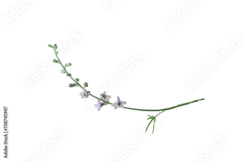 branch of a cherry tree isolated whit backroun png photo