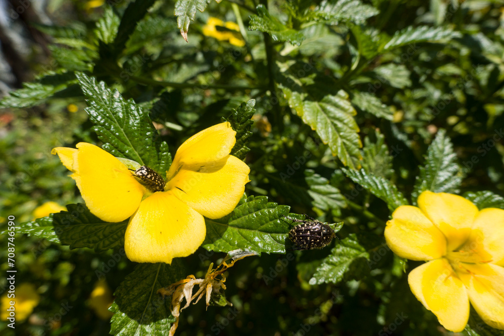 Turnera Ulmifolia - gelb blühende Zierpflanze