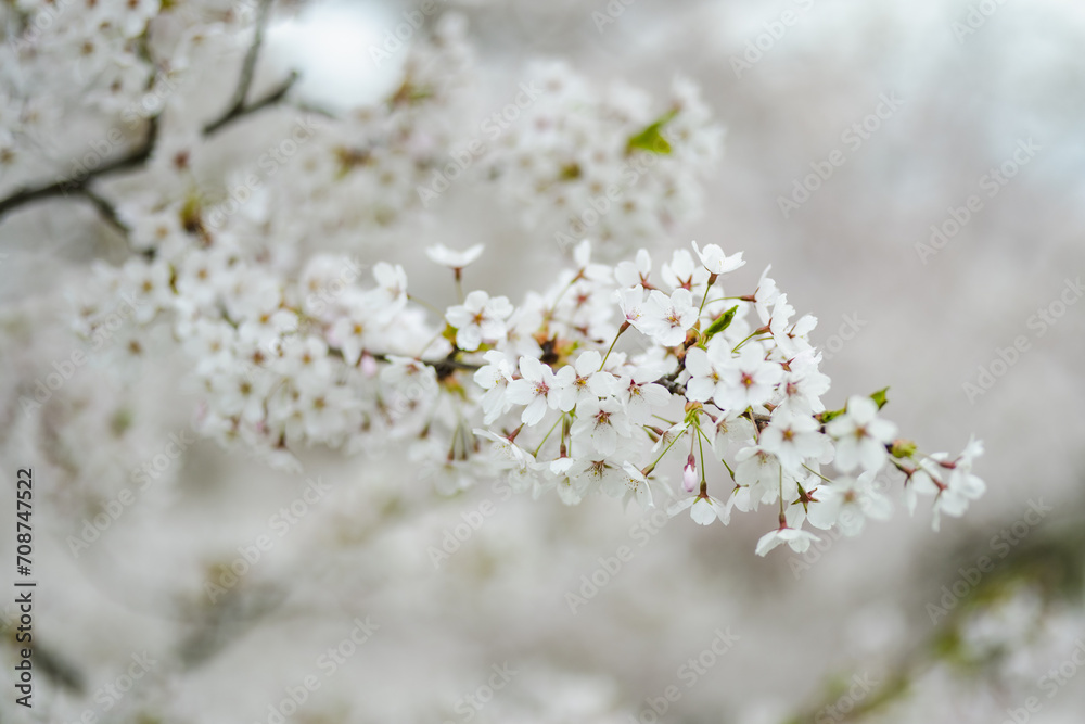 Beautiful cherry tree blossoming on spring. Beauty in nature. Tender cherry branches on sunny spring day.