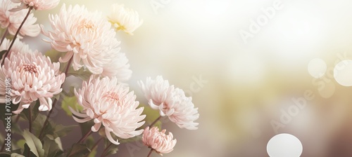 White chrysanthemum on isolated magical bokeh background with copy space for text placement