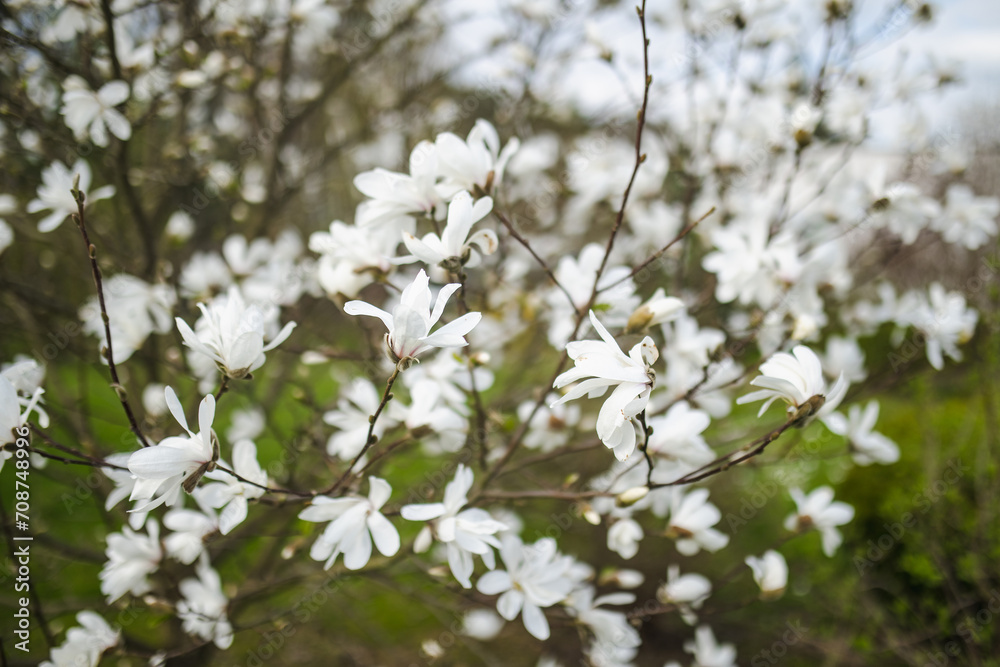 Blossoming magnolia flowers in early spring. Blossoming magnolia flowers in early spring.