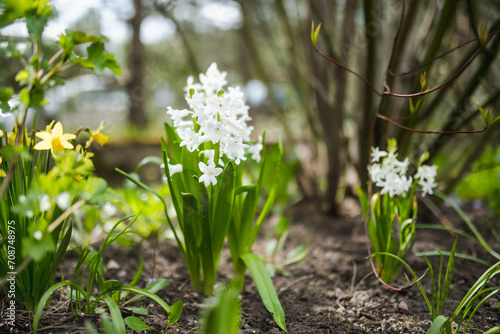 Beautiful white hyacinth flowers blossoming in a garden on sunny spring day. photo
