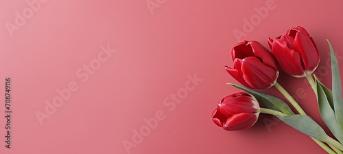 Vibrant red tulips on a pink isolated background with ample text space for creative placement