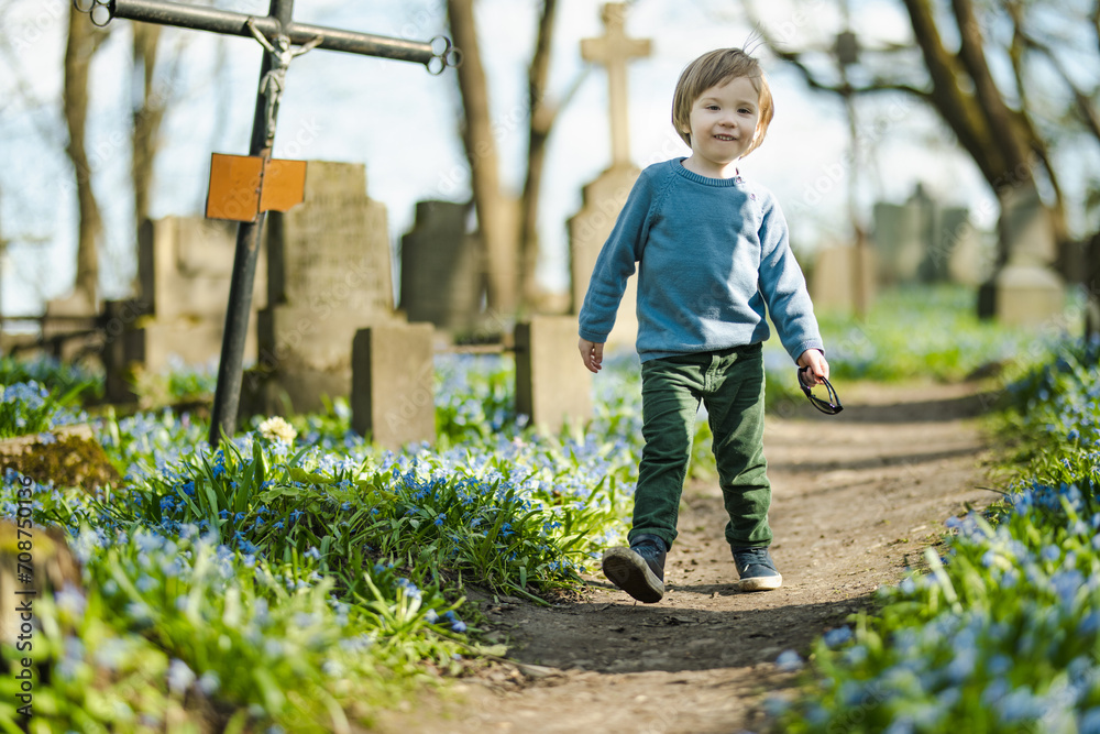 Obraz na płótnie Cute toddler boy admiring blue scilla siberica spring flowers blossoming in April in Bernardine cemetery in Vilnius, Lithuania. w salonie