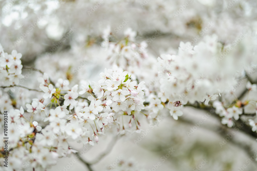 Beautiful cherry tree blossoming on spring. Beauty in nature. Tender cherry branches on sunny spring day. Beautiful cherry tree blossoming on spring. Beauty in nature. Tender cherry branches on sunny spring day.