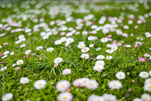 Beautiful meadow in springtime full of flowering white and pink common daisies on green grass. Daisy lawn. photo