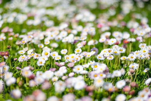 Beautiful meadow in springtime full of flowering white and pink common daisies on green grass. Daisy lawn.