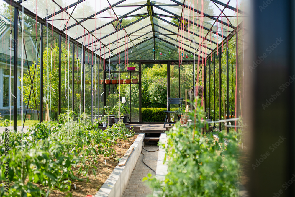 Cultivating herbs and vegetables in a greenhouse in summer season. Growing own fruits and vegetables in a homestead.