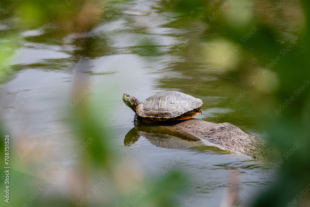 Obraz premium Sunbathing Happy Turtle