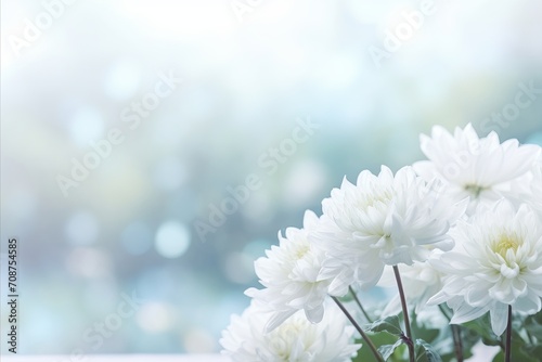White chrysanthemum on isolated magical bokeh background with copy space for text on left