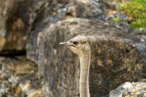 The majestic head of an ostrich, with a backdrop of textured stones. 