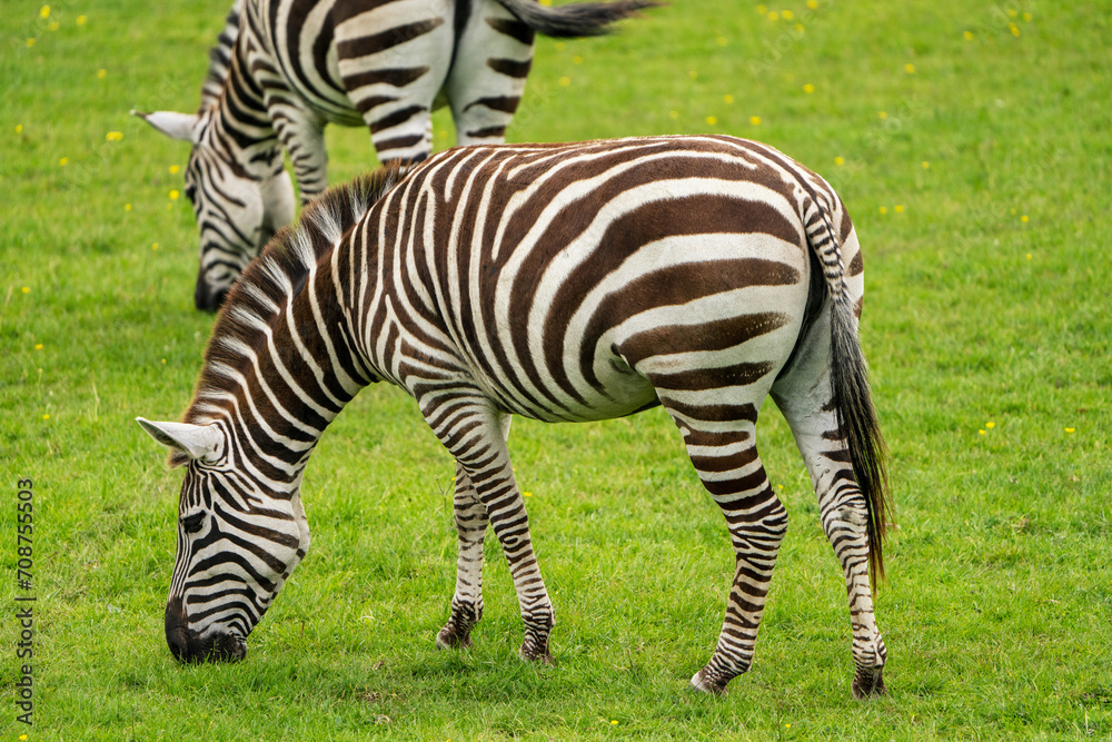 Mesmerizing scene of zebras on the African savannah, their black and white stripes creating a captivating pattern. Mesmerizing scene of zebras on the African savannah, their black and white stripes creating a captivating pattern.