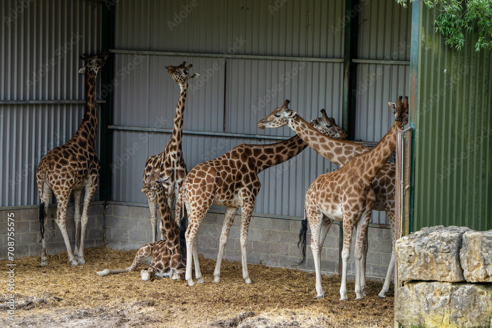 Obraz premium Majestic giraffe grazing in a spacious enclosure