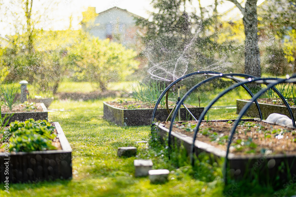 Functioning sprinkler in spring season in the garden. Growing own herbs and vegetables in a homestead.