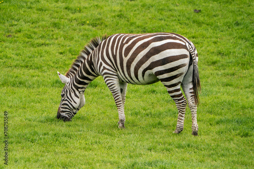A beautiful elegant zebra eating grass