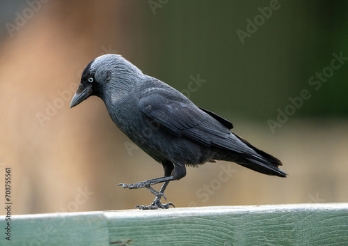 A jackdaw, sleek black plumage glistening in the light