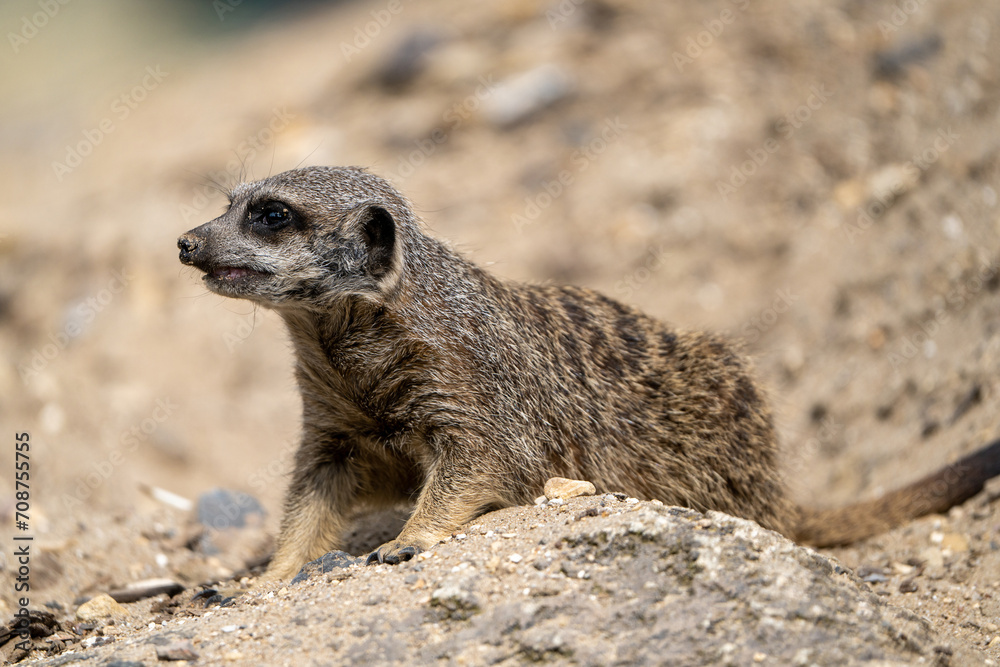 Fototapeta premium A cute single meerkat in a zoo. Capturing the charm of this solitary yet sociable mammal, the photo highlights the inquisitive nature of meerkats in a captive setting.