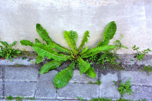 Dandelion ( common dandelion , taraxacum officinale ) weeds growing from the sidewalk near the foundations of the building photo