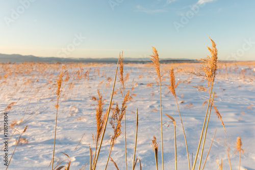 reeds in the snow