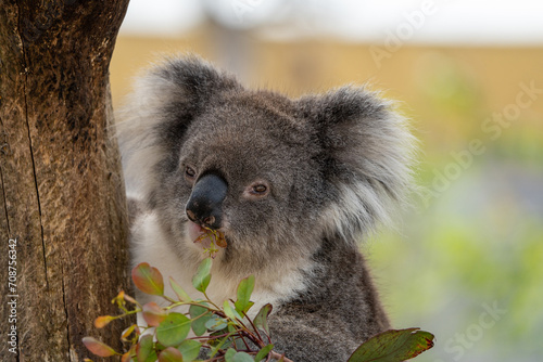 Photography Closeup of a cuddly koala, perched on branches.