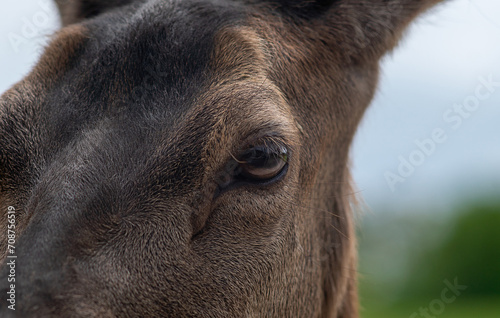Close-up of a deer's eyes, reflecting a gentle demeanour and the serene beauty of the natural world.