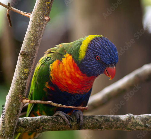 A rainbow lorikeet perched on a branch, showcasing its brilliantly coloured plumage. 