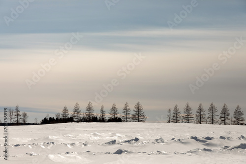Line of trees in a frozen landscape