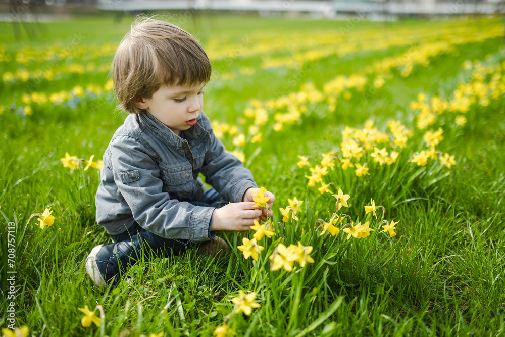 Cute toddler boy having fun between rows of beautiful yellow daffodils blossoming on spring day. Cute toddler boy having fun between rows of beautiful yellow daffodils blossoming on spring day.