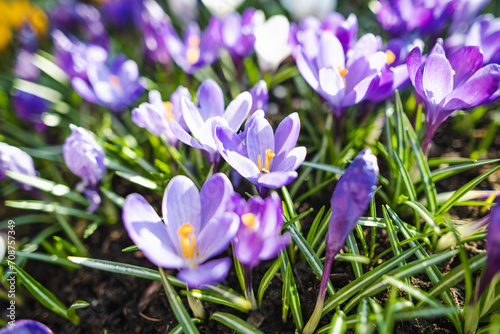 Blooming crocus flowers in the park. Spring landscape.