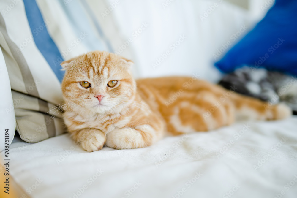 Red Scottish fold kitten having rest on a sofa in a living room. Juvenile domestic cat spending time at home. Red Scottish fold kitten having rest on a sofa in a living room. Juvenile domestic cat spending time at home.