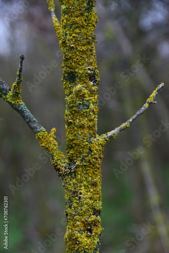 Tree branch with face and arms