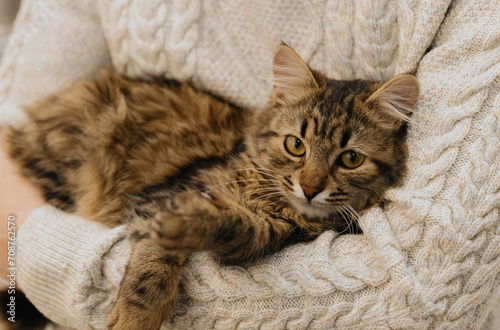 Portrait of a tricolor kitten in the hands of a man.