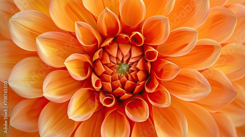 A Close Up of a Large Orange Flower © BrandwayArt
