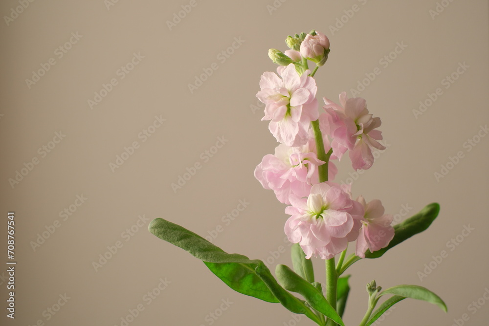 Fototapeta premium 淡いピンクのストック、Matthiola、春のイメージ